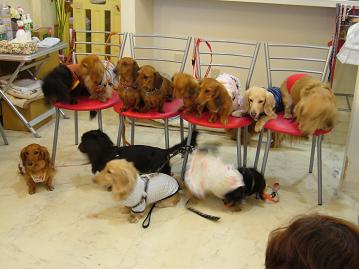 ダックスオフ会14.jpg