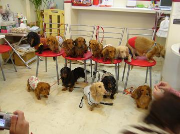 ダックスオフ会16.jpg