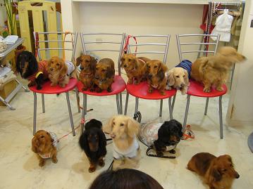 ダックスオフ会19.jpg