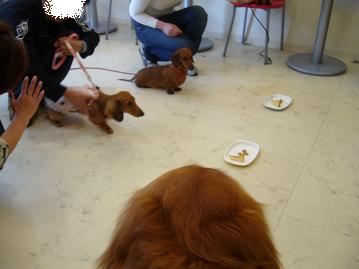 ダックスオフ会3.jpg