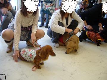 ダックスオフ会4.jpg