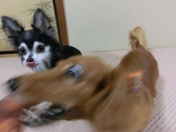 サーモン4.jpg
