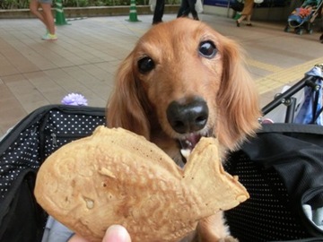 タイヤキ9.jpg