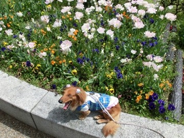 リボンと花3.jpg