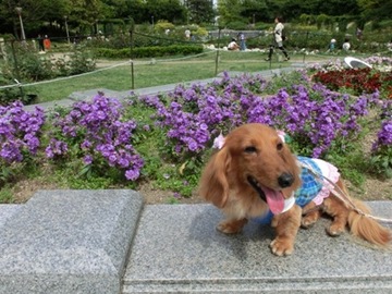 リボンと花7.jpg