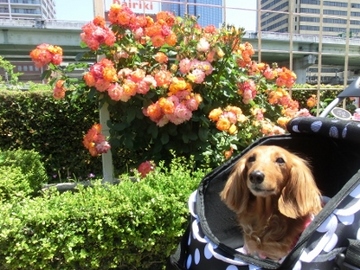 中之島公園15.jpg