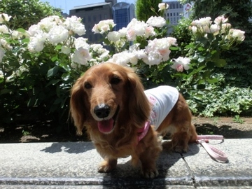 中之島公園16.jpg