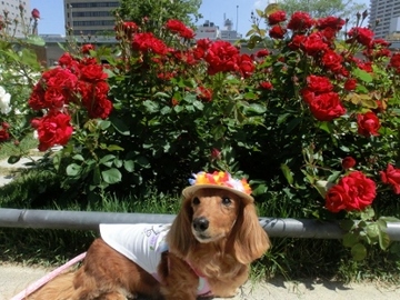 中之島公園6.jpg