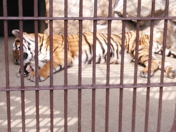 動物園7.jpg