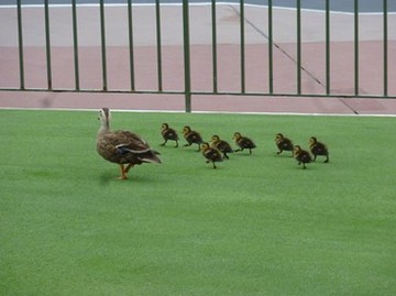 夏ディズニー3.jpg