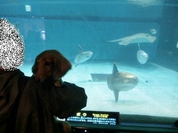 朝食&水族館10.jpg