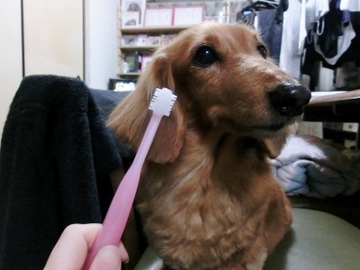 歯石7.jpg